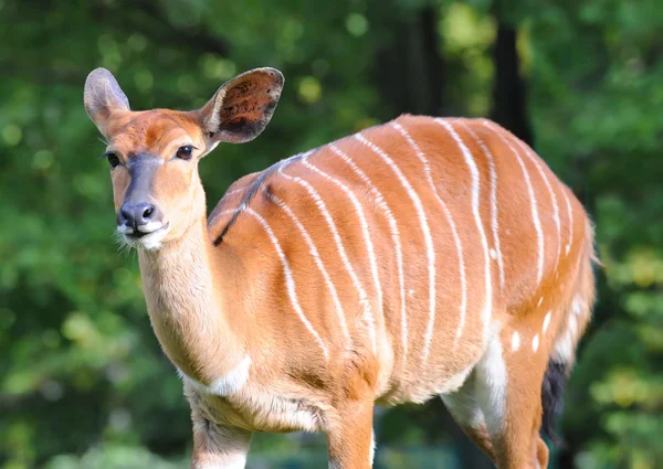 Bongo antilopu — Stok fotoğraf