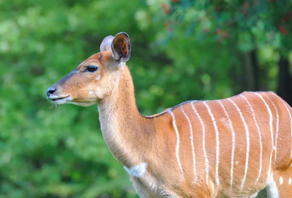 Bongo antelope — Stockfoto