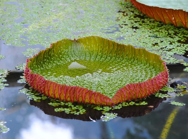 Victoria regia (Lirio gigante amazónico ) — Foto de Stock
