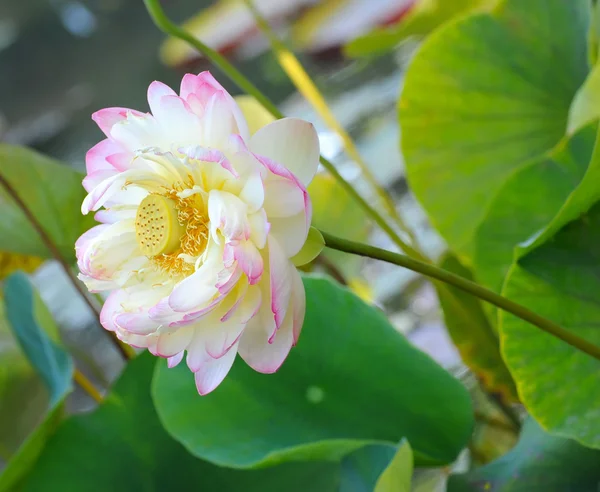 Flor de loto en flor — Foto de Stock