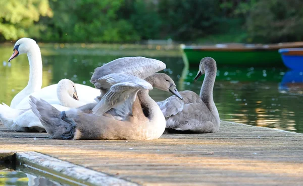 Лебеди на пирсе — стоковое фото