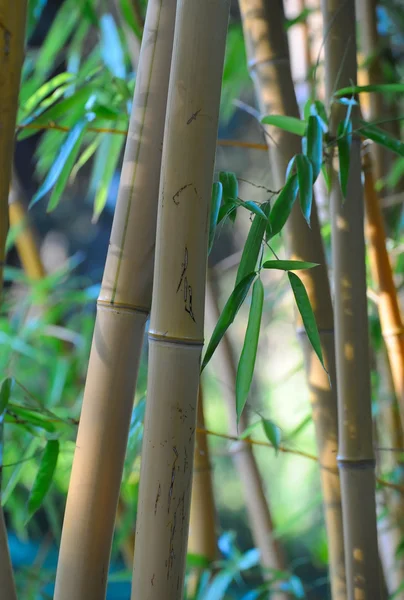 Bambu ormanı arka plan — Stok fotoğraf