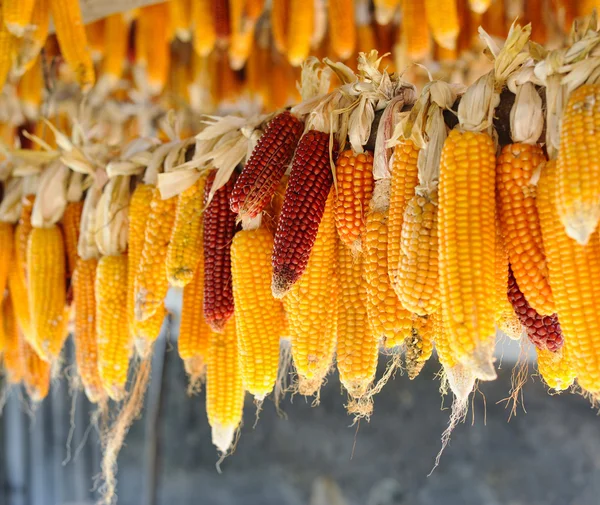 Dried corn — Stock Photo, Image