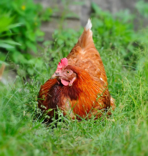 Cute young hen in a green grass — Stock Photo, Image