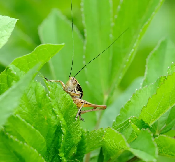 Green grasshopper on the leaf — Stock Photo, Image