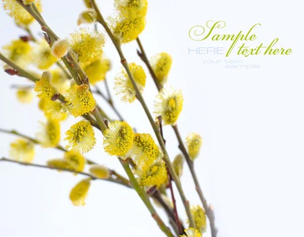 Gele pussy willow takken — Stockfoto
