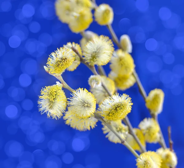 Amarillo coño sauce ramas sobre un fondo azul —  Fotos de Stock