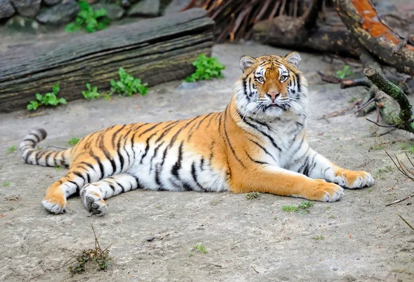 Mooie tijger heeft een rust — Stockfoto