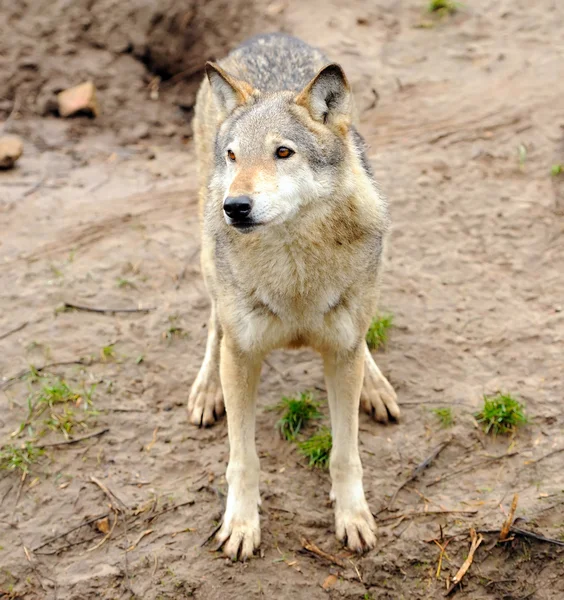 オオカミ (Canis lupus) — ストック写真