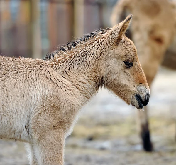 Przewalski, лоша (кінь przewalskii) — стокове фото