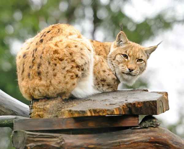 Lynx si siede su un albero — Foto Stock