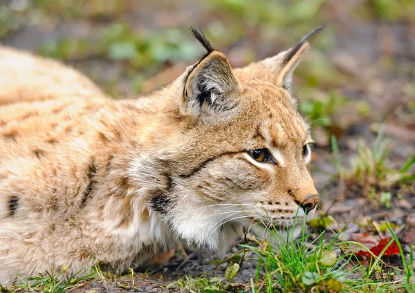 Lynx — Photo