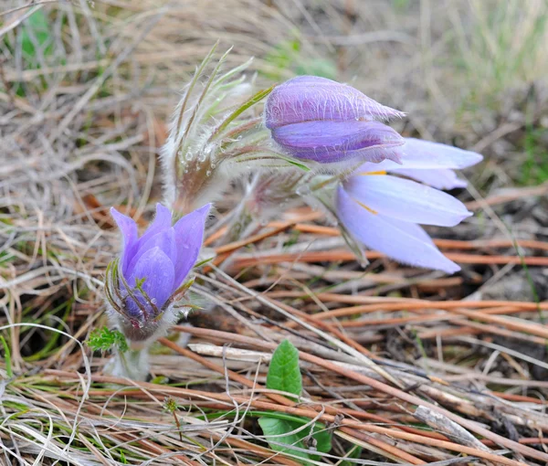Purple pasque flowers (Pulsatilla patens). Spring flower — Stock Photo, Image