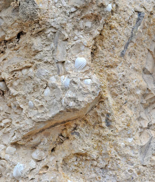 Eingebettetes Fossil einer Muschel in einem Felsen — Stockfoto