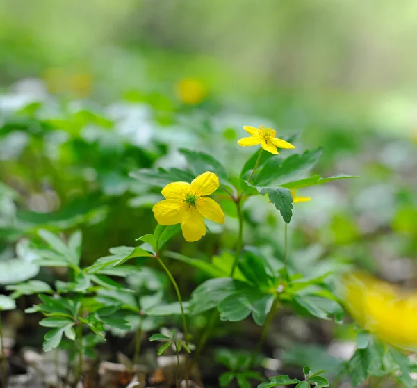 Yellow wood anemone in forest (Anemone ranunculoides) — Stock Photo, Image