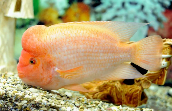 Peixes tropicais Cichlasoma citrinellum em aquário — Fotografia de Stock