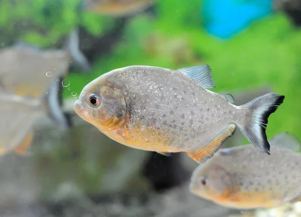 Piranha trópusi halak természetes környezetben — Stock Fotó