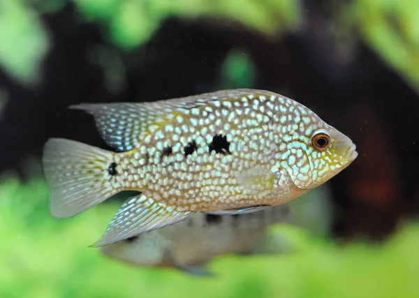 Exotiska fiskar (Cichlasoma cyanoguttatum) — Stockfoto