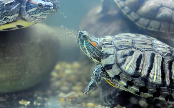 Черепахи под водой — стоковое фото