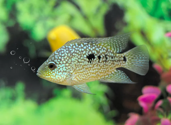 エキゾチックな魚 (Cichlasoma cyanoguttatum) — ストック写真