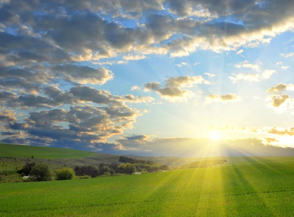 Zomer veld en zonlicht in blauwe hemel — Stockfoto