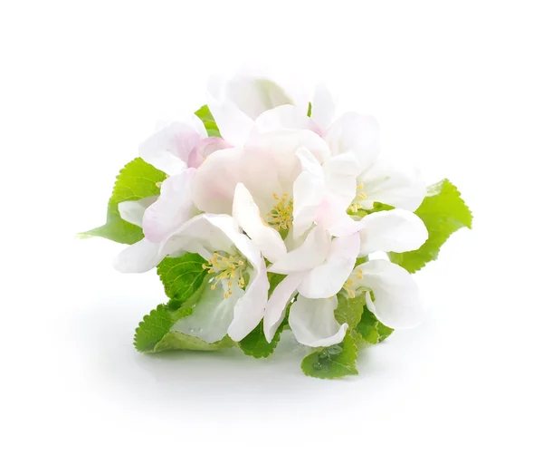 एक सफेद पृष्ठभूमि पर ऐप्पल फूल — स्टॉक फ़ोटो, इमेज