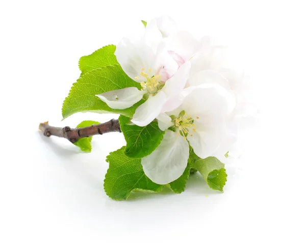 Apfelblüte auf weißem Hintergrund — Stockfoto