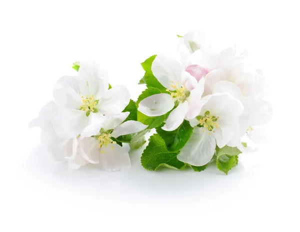 Apple blossom on a white background — Stock Photo, Image