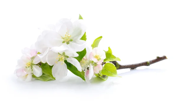 흰색 바탕에 애플의 꽃 — 스톡 사진