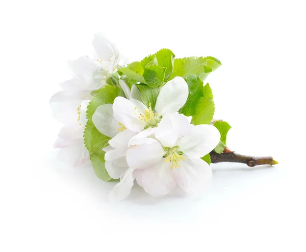 Jabłko kwitnąć na białym tle — Zdjęcie stockowe
