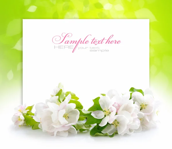 Apfelblüte auf festlichem Hintergrund mit Platz für Text — Stockfoto