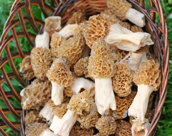 Murklor svampar i en trug (Morchella esculenta) — Stockfoto