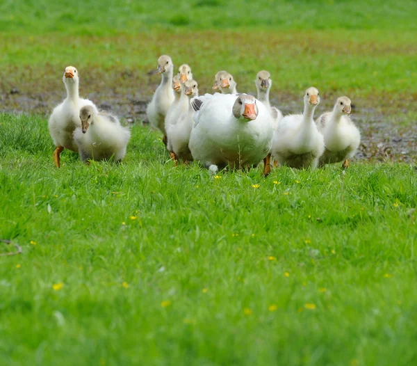 Ganso son con goslings en una hierba verde — Foto de Stock