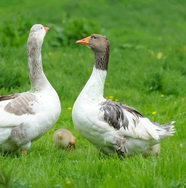 Los gansos están en una hierba verde — Foto de Stock