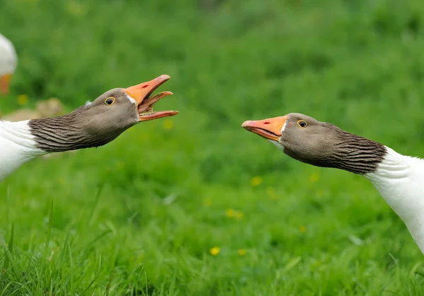 Geese with a defensive attitude — Stock Photo, Image