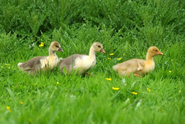 Goslings en una hierba verde — Foto de Stock