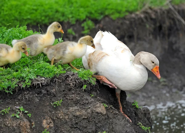 Goose with babies jumps in water — Stock Photo, Image