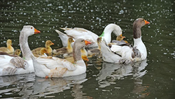 Geese with babies — Stock Photo, Image