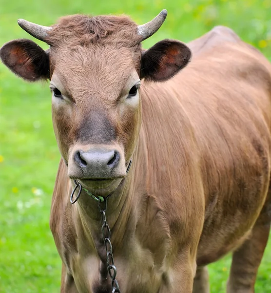 Mladá farma kráva stojí na poli, (zvířata série) — Stock fotografie