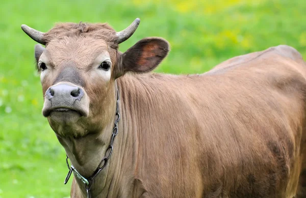Krowa młody gospodarstwa stoi na polu, (seria zwierząt) — Zdjęcie stockowe