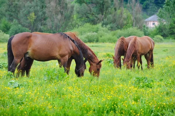 Horse are on a pasture — Stock Photo, Image