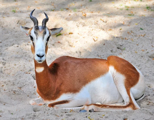 Stock image Springbok antelope (Antidorcas marsupialis)