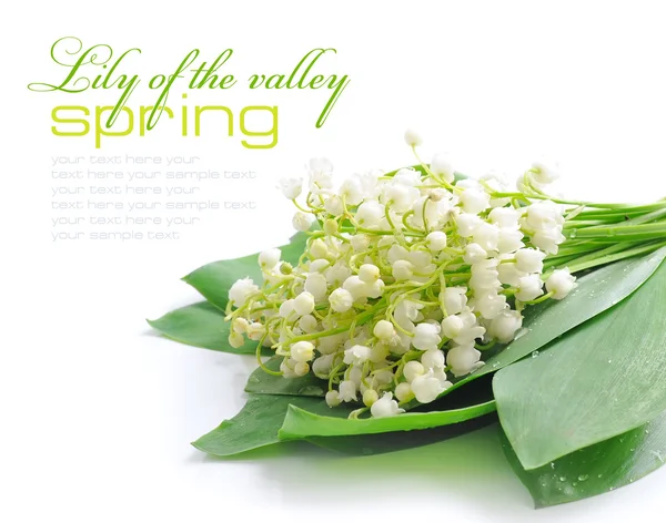 Lily of the valley (Convallaria majalis) — Stock Photo, Image