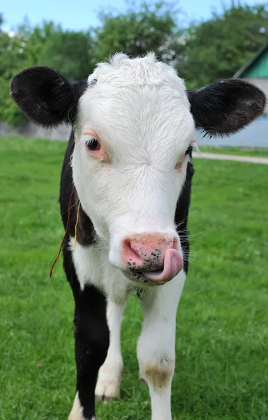 Calf is on a pasture — Stock Photo, Image