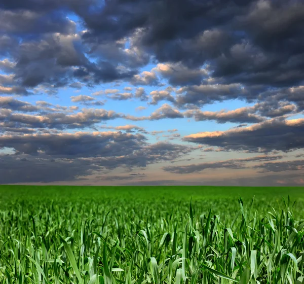 Schöner Himmel über dem Feld mit grünem Gras — Stockfoto