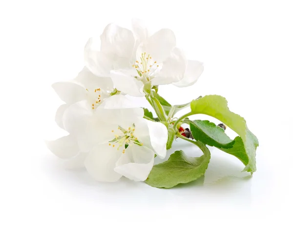 Apple blossom on a white background — Stock Photo, Image