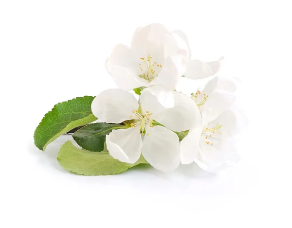 Flor de maçã em um fundo branco — Fotografia de Stock