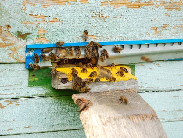 Крупный план пчел на улье у норы — стоковое фото