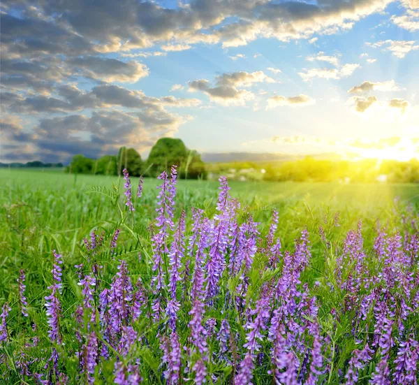 Heller Sonnenuntergang über dem wunderschönen Feld mit Blumen — Stockfoto