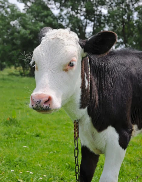 Il vitello è su un pascolo — Foto Stock